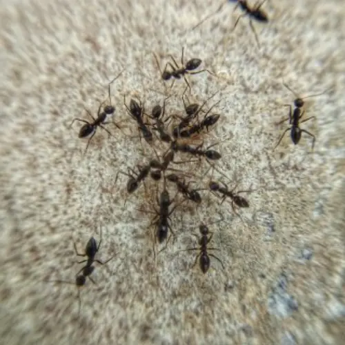 Ant-Control--in-Aguanga-California-ant-control-aguanga-california.jpg-image