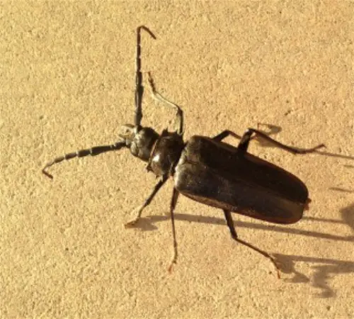 Beetle-Control--in-Banning-California-beetle-control-banning-california.jpg-image