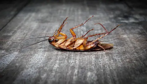 Cockroach-Removal--in-Calimesa-California-cockroach-removal-calimesa-california.jpg-image