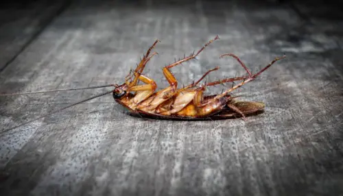 Cockroach-Removal--in-March-Air-Reserve-Base-California-cockroach-removal-march-air-reserve-base-california.jpg-image