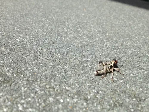 Cricket-Control--in-Idyllwild-California-cricket-control-idyllwild-california.jpg-image