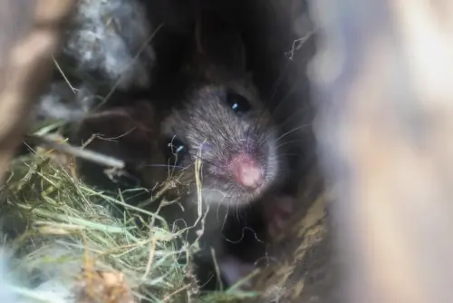 Mice-Extermination--in-Homeland-California-mice-extermination-homeland-california.jpg-image
