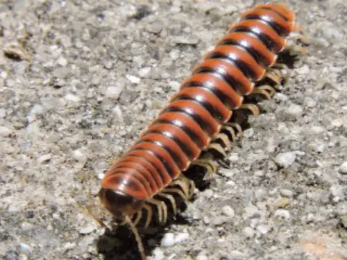Millipede-Removal--in-March-Air-Reserve-Base-California-millipede-removal-march-air-reserve-base-california.jpg-image