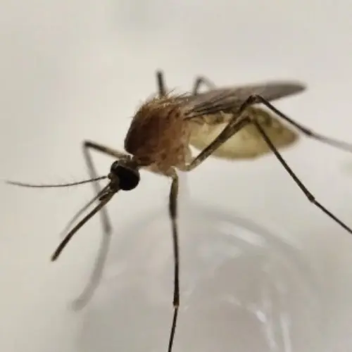 Mosquito-Control--in-Norco-California-mosquito-control-norco-california.jpg-image