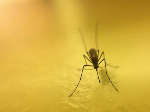 Mosquito-Removal--in-Corona-California-mosquito-removal-corona-california.jpg-image