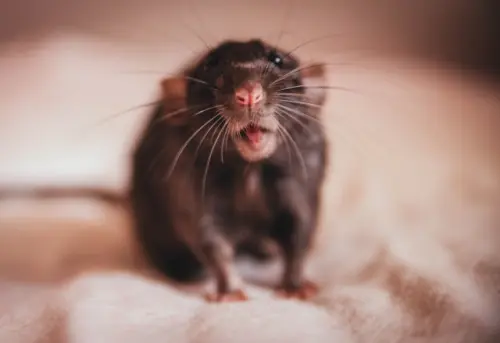 Rat-Control--in-Temecula-California-rat-control-temecula-california.jpg-image
