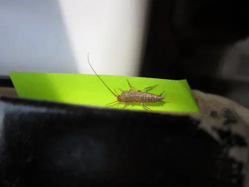 Silverfish-Removal--in-Homeland-California-silverfish-removal-homeland-california.jpg-image