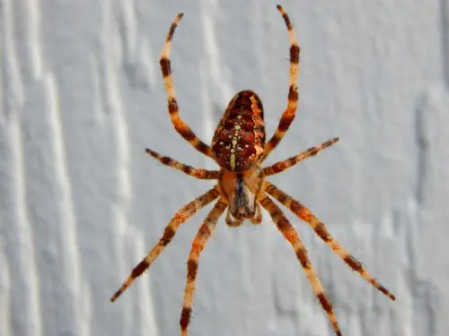 Spider-Removal--in-March-Air-Reserve-Base-California-spider-removal-march-air-reserve-base-california.jpg-image