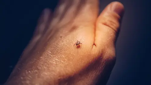 Tick-Control--in-Palm-Desert-California-tick-control-palm-desert-california.jpg-image