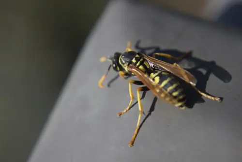 Wasp-Removal--in-March-Air-Reserve-Base-California-wasp-removal-march-air-reserve-base-california.jpg-image