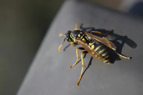 Wasp-Removal--in-Nuevo-California-wasp-removal-nuevo-california.jpg-image